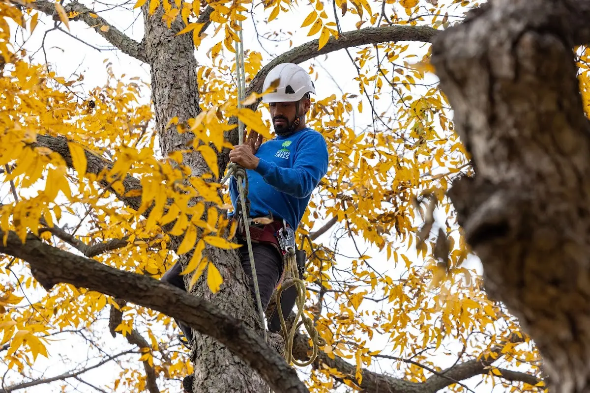Skilled Tree Planting crew working in Kincheloe